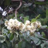 Corymbia torelliana (F.Muell.) K.D.Hill & L.A.S.Johnson